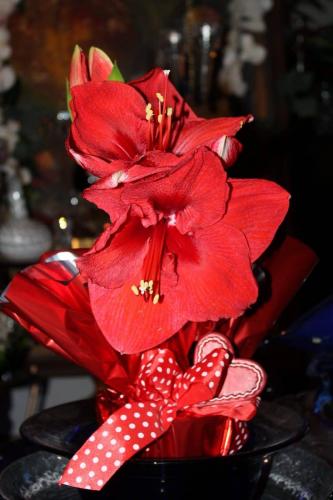 IMG_0669