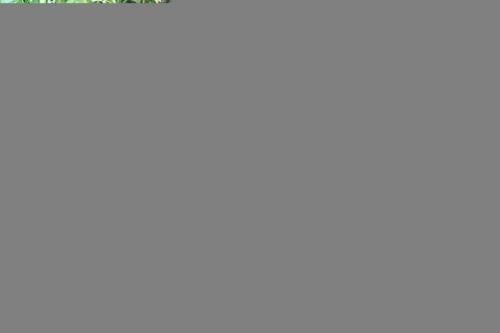 IMG_1340 (1)