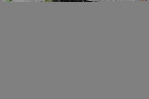 IMG_1360 (1)