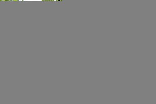 IMG_1361 (1)