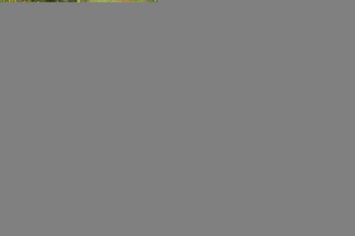 IMG_1491