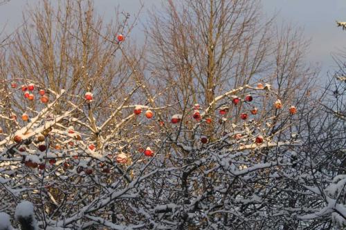 Matti Luostarinen. Cluster garden. The First snow. Ensilumi.