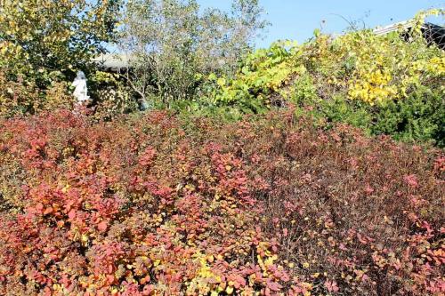 Matti Luostarinen, Cluster art. The garden of cluster art, Autumn colors