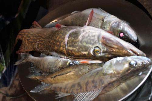 Matti Luostarinen, Cluster art, Fishes